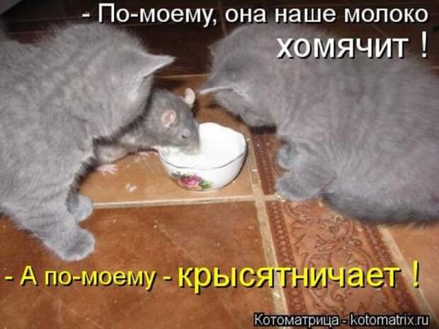 Лучшие котоматрицы за неделю (36 шт)