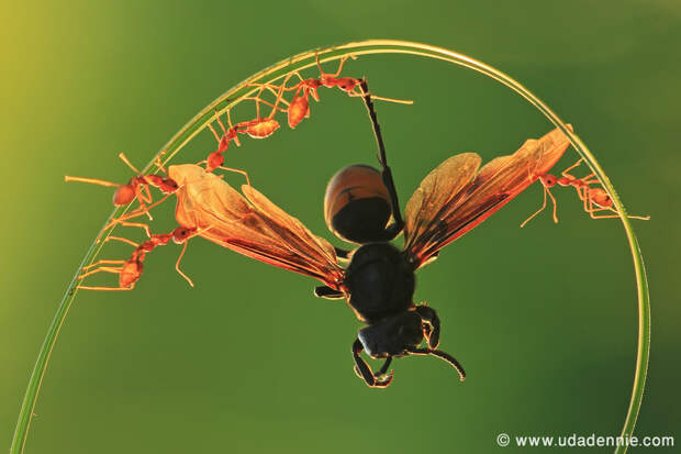 Фотография 5 VS 1 автор Uda Dennie на 500px