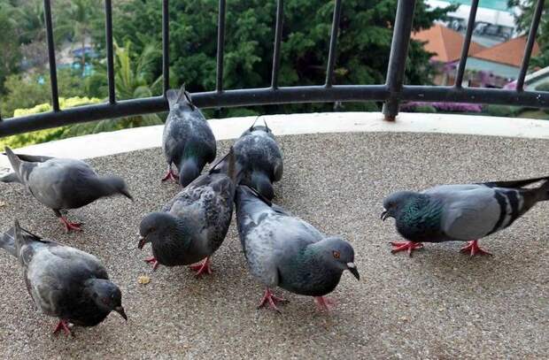 Как защитить балкон от голубей: пошаговая инструкция