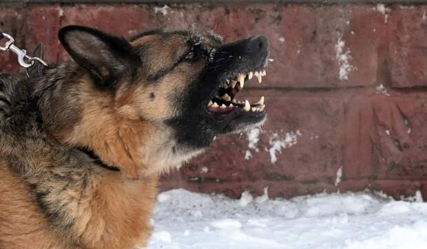 В Одессе собака спасла хозяина от военкомов, попытавшихся мобилизовать мужчину