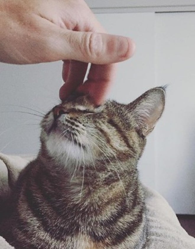 Кошка и рука