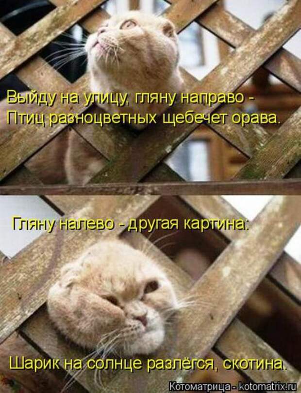 Котоматрицы (картинки с надписями)