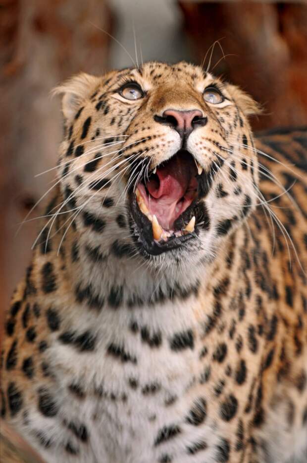 Эти забавные животные. (Tambako The Jaguar)