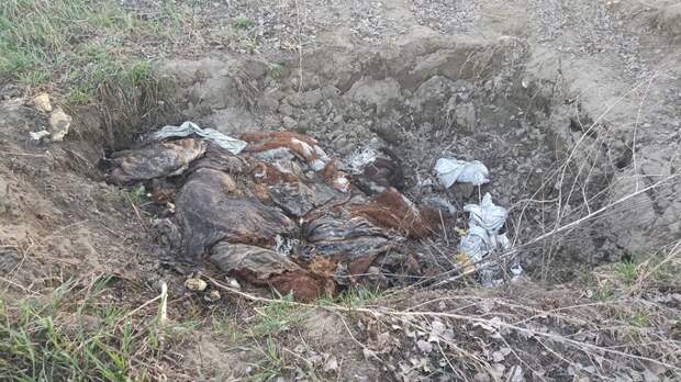 Под Новоалтайском обнаружили разлагающиеся останки коров и ртутные лампы