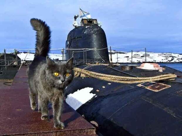 Боевые коты и кошки война, история, котики