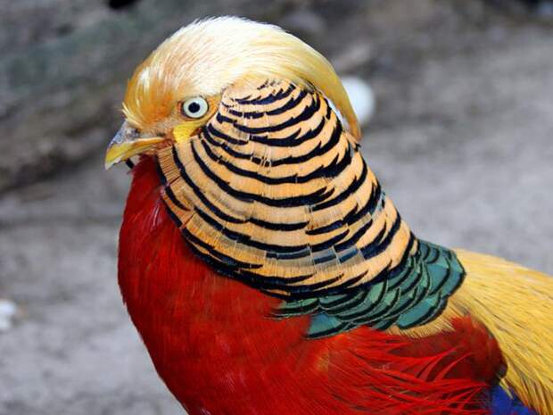 Золотой фазан — красочная птица. Золотой фазан: описание и фото