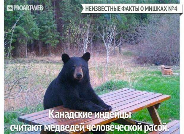 Неизвестные факты о мишках медведи, факты, фауна