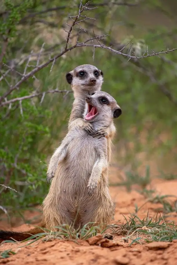 Самый позитивный конкурс по съемке животных Comedy Wildlife Photo Awards объявил победителей и финалистов 2022 года