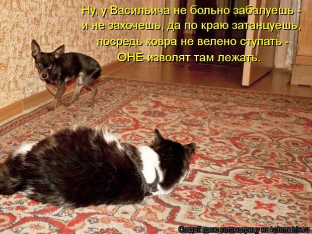 Лучшие котоматрицы недели (50 фото) Лучшие котоматрицы недели (50 фото)