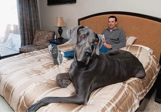 Познакомьтесь, это Гигантский Джордж.  Первый рекордсмен среди собак. Его рост в холке составлял 110 см.