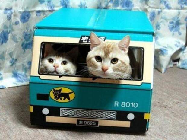Котики