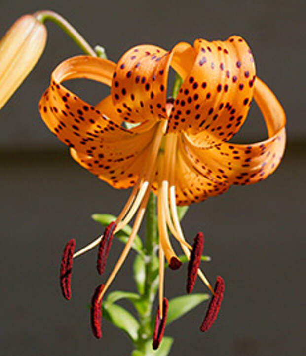 Лилия тигровая Splendens (Lilium tigrinum var splendens)