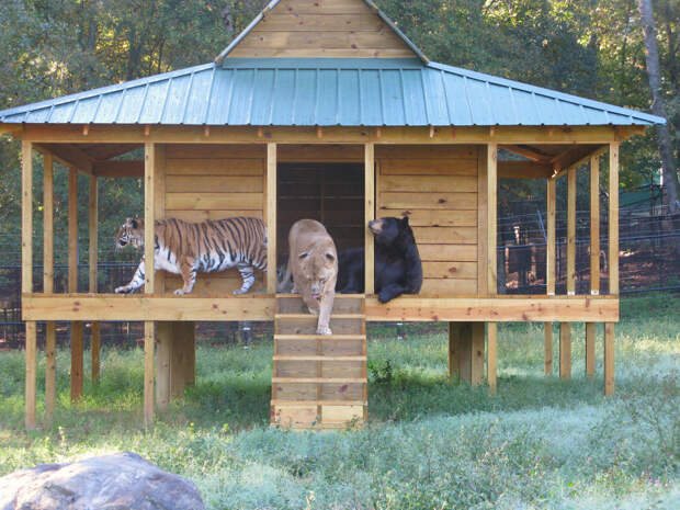 unusual-animal-friendship-64__880