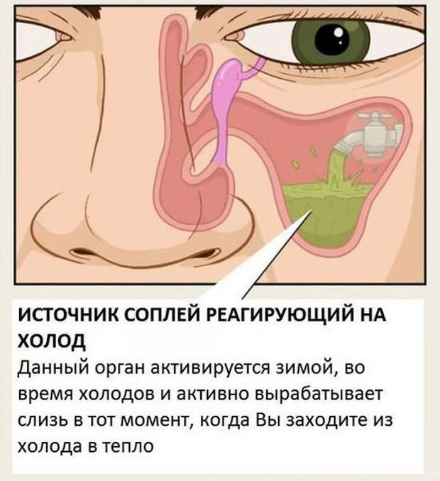 Органы, о существовании которых вы не знали.