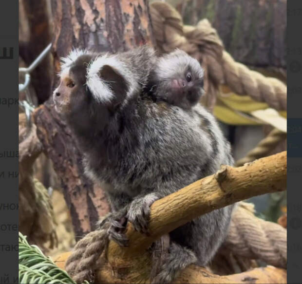 В Ленинградском зоопарке родился детеныш игрунков