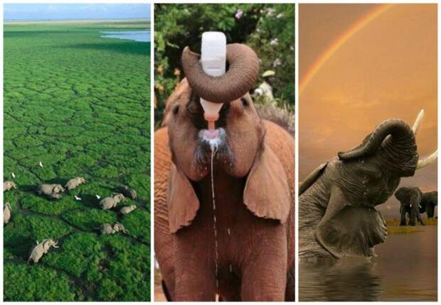Слон — очень аккуратный зверь, ты слухам про него не верь