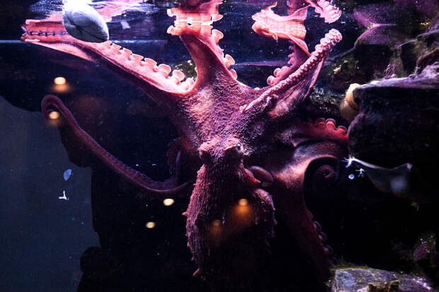 Science: в меловом периоде моря населяли гигантские 19-метровые осьминоги