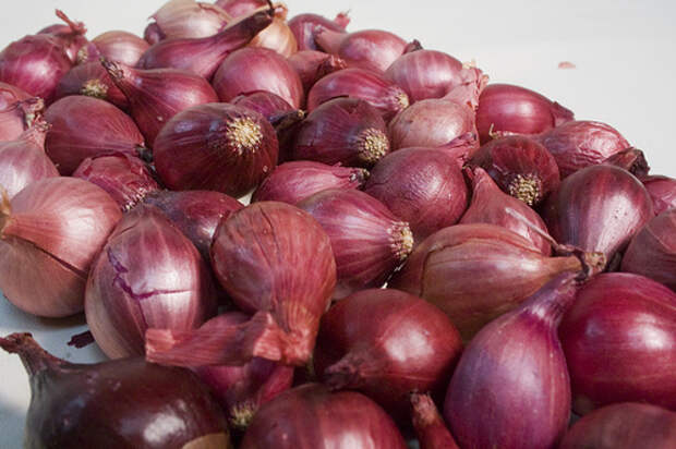 Onion bulbs by camerazn onion seedling фото