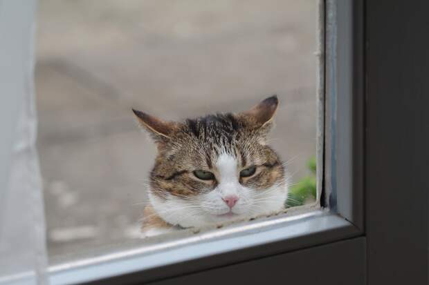 О чём говорит отношение к котам