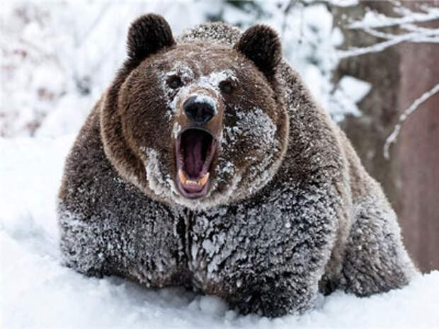 медведь