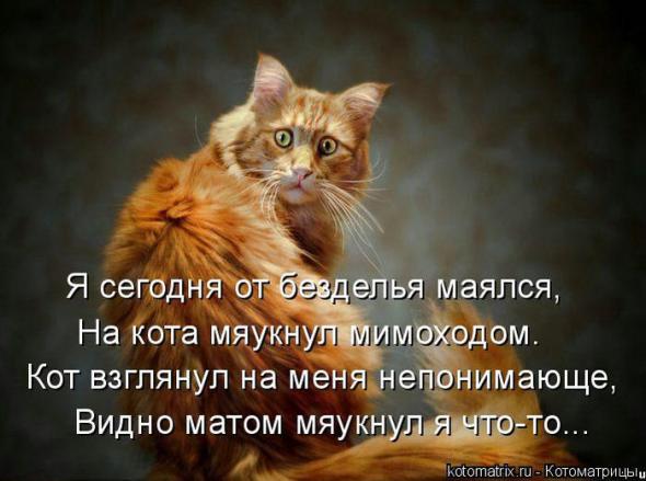 Котоматрицы (картинки с надписями)