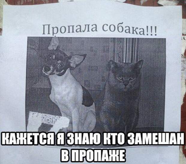 прикол, животные собаки