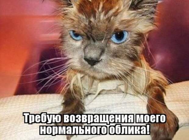 Цитаты в картинках