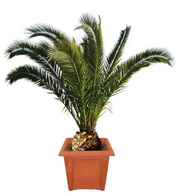 Финик Канарский (Phoenix canariensis) © Plants & Flowers