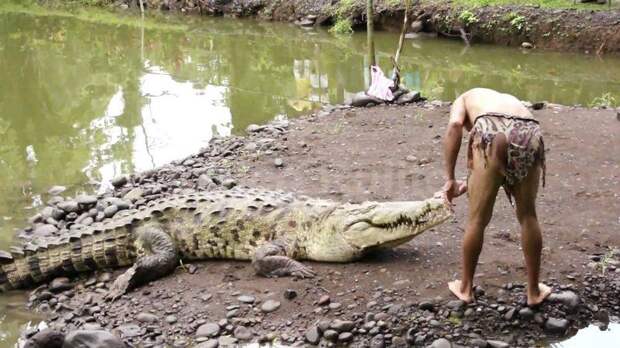 Двадцать лет в пасти крокодила Двадцать лет в пасти крокодила история, интересное