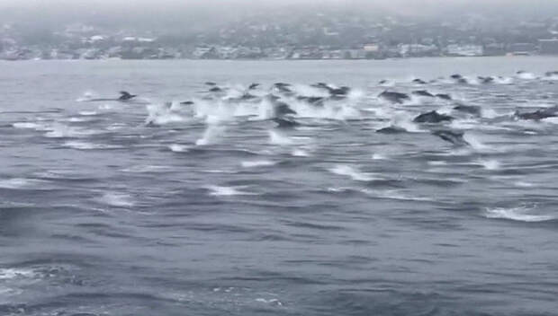 Более 100 дельфинов устроили заплыв в бухте Лагуна Бич в Калифорнии