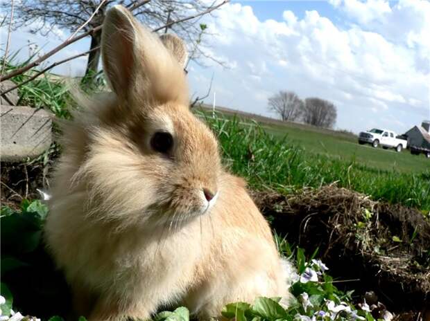 Rabbit