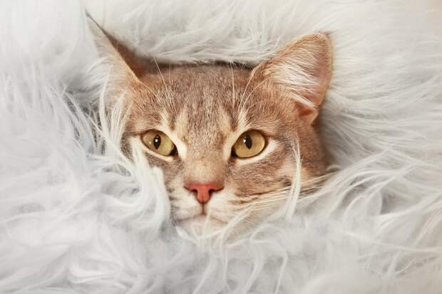 О чём говорит отношение к котам