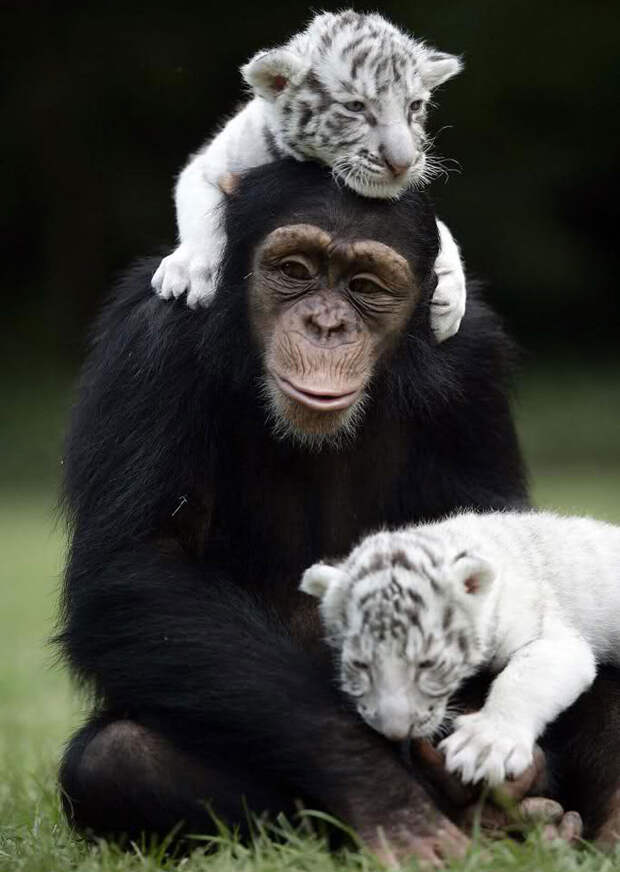 unusual-animal-friendship-78