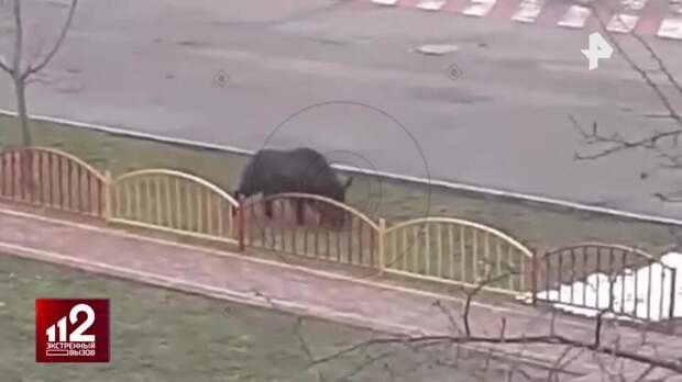 Кабан устроил переполох и напугал школьников в Подмосковье