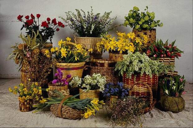 Какие ваши любимые комнатные цветы. Что выращиваете?