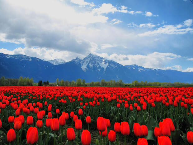tulips21 Самые яркие тюльпаны со всего света