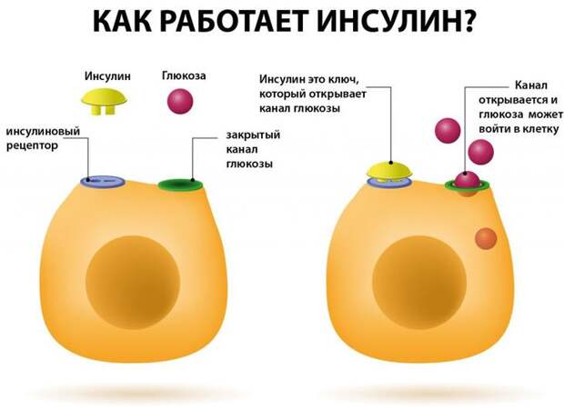 Функции инсулина Как работает инсулин