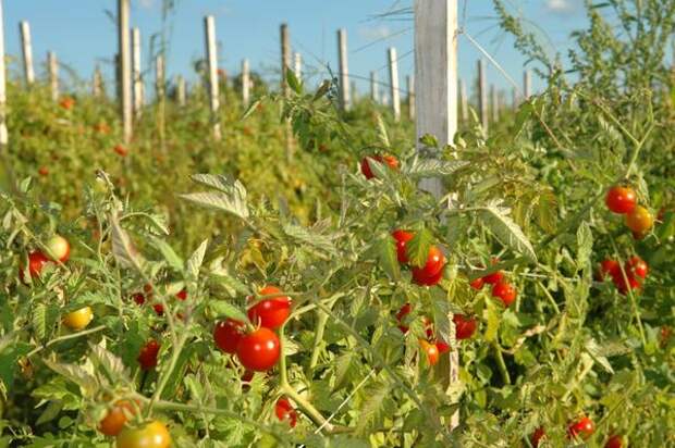 Раннеспелые томаты могут расти и в открытом грунте