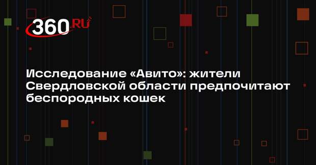 Исследование «Авито»: жители Свердловской области предпочитают беспородных кошек