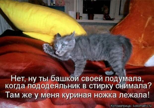 Лучшие котоматрицы за неделю (36 шт)