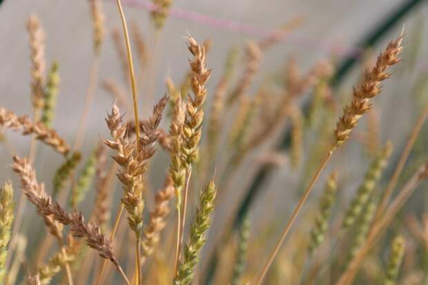 Бактерии Урала повышают солеустойчивость пшеницы на засолённых почвах