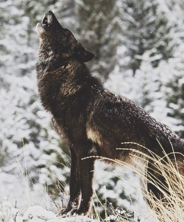 Волк животные, опасность, преувеличение