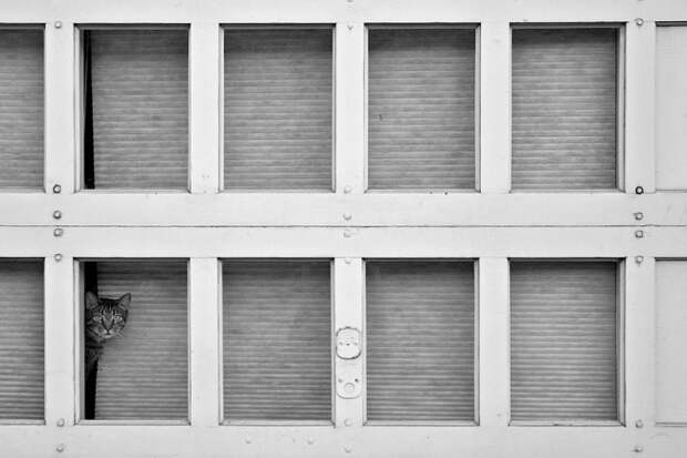 7239960-R3L8T8D-650-cat-waiting-window-53