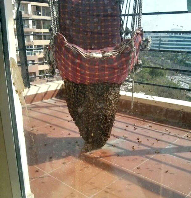 Огромный улей.