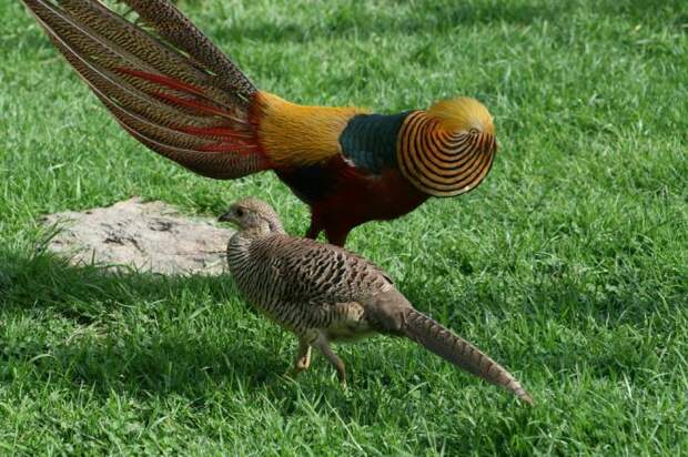 Золотой фазан — красочная птица. Золотой фазан: описание и фото
