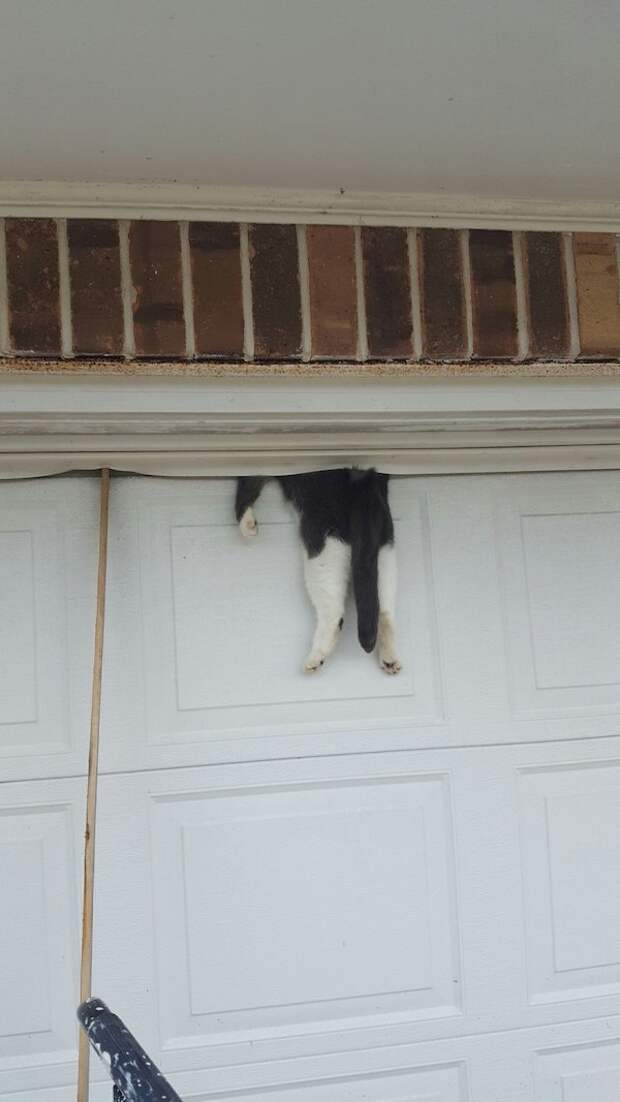 The cat that was trapped in a garage door