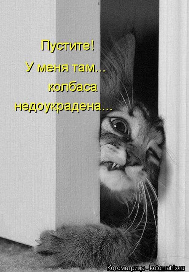 Лучшая котоматрица недели (32 фото)