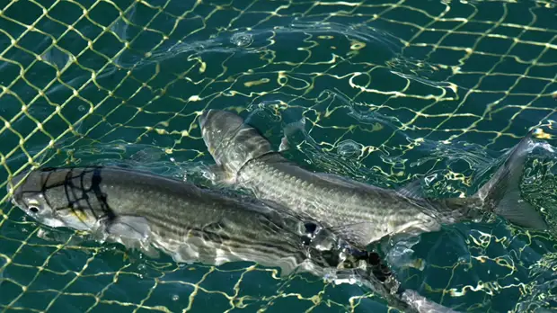 В Ростовской области задержали браконьеров за незаконный вылов рыбы