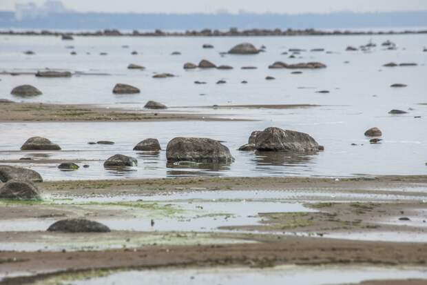 На берегу Финского залива обнаружили локальное скопление нефтепродуктов