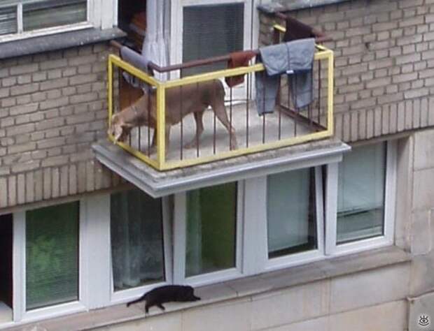 А что на балконе у вас? 2